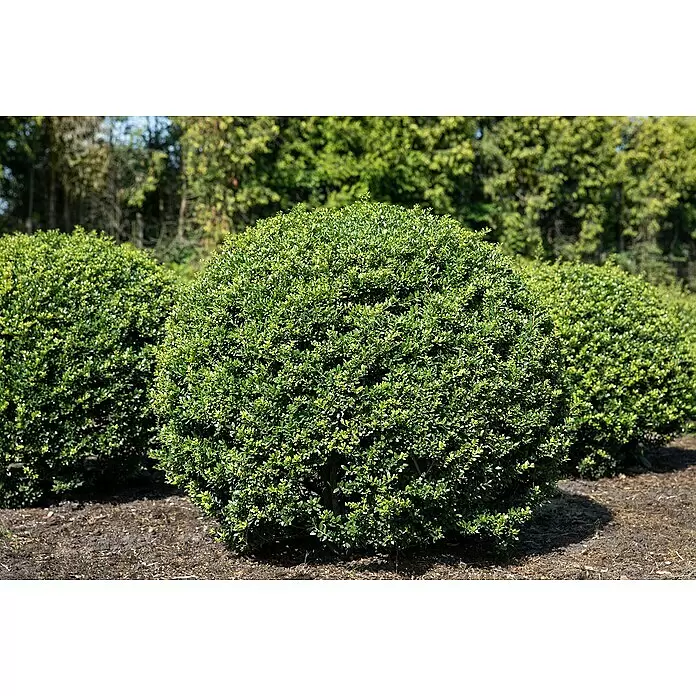 Piardino Bergilex Kugel - Ilex crenata, Topfgröße: 21 cm - Detailaufnahme