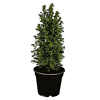 Piardino Weiße Scheinzypresse (Chamaecyparis thyoides 'Excellent Point'®, Topfgröße: 13 cm)