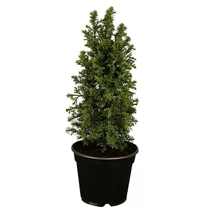 Piardino Weiße Scheinzypresse - Chamaecyparis thyoides 'Excellent Point'®, Topfgröße: 13 cm - Kleine grüne immergrüne Pflanze in einem schwarzen Plastiktopf.