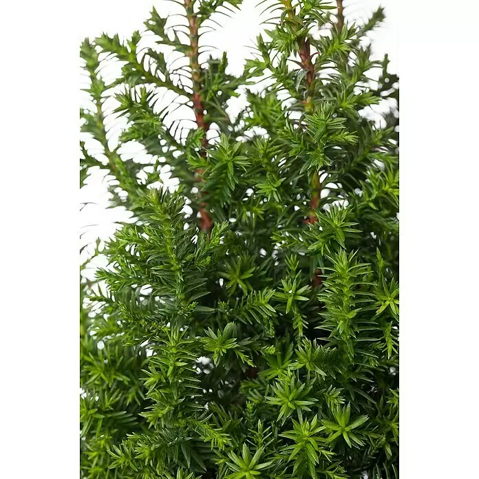 Piardino Weiße Scheinzypresse - Chamaecyparis thyoides 'Excellent Point'®, Topfgröße: 13 cm - Dichtes grünes Nadelgehölz mit kleinen, spitzen Blättern und sichtbaren braunen Stängeln.
