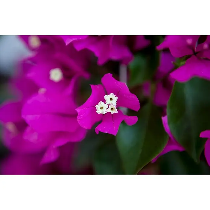 Piardino Buganvilla - Bougainvillea, Tamaño de maceta: 17 cm - Primer plano de flores de buganvilla de color rosa vibrante con pequeñas flores blancas en el centro, rodeadas de hojas verdes.