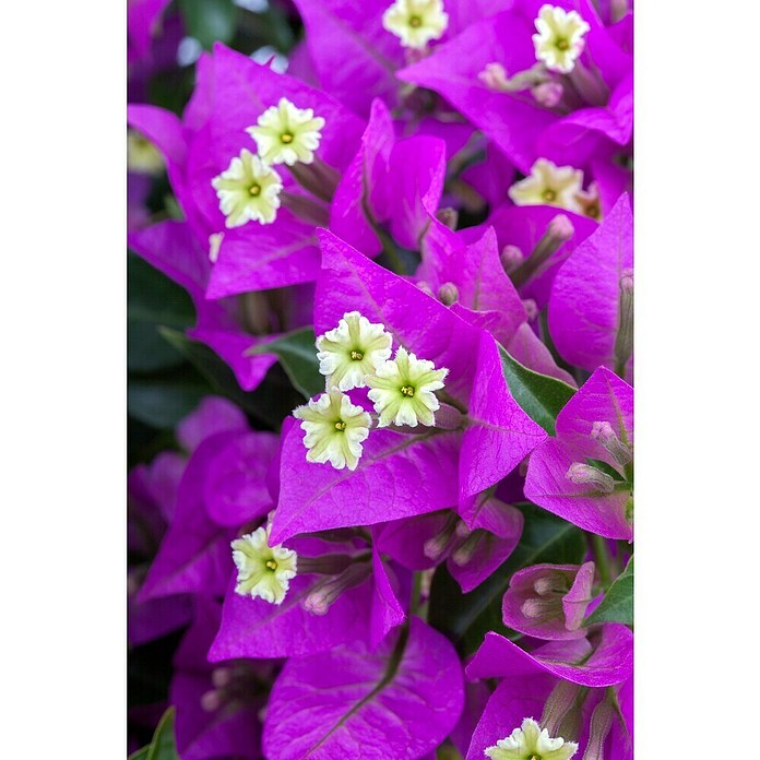 Bougainvillea 17