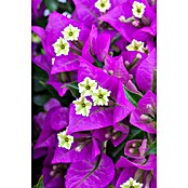 Bougainvillea 17