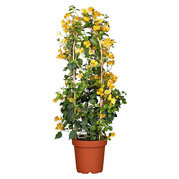 Piardino Buganvilla - Bougainvillea - Buganvilla en maceta con vibrantes flores amarillas trepando por un enrejado, ideal para lugares soleados en casas o patios.
