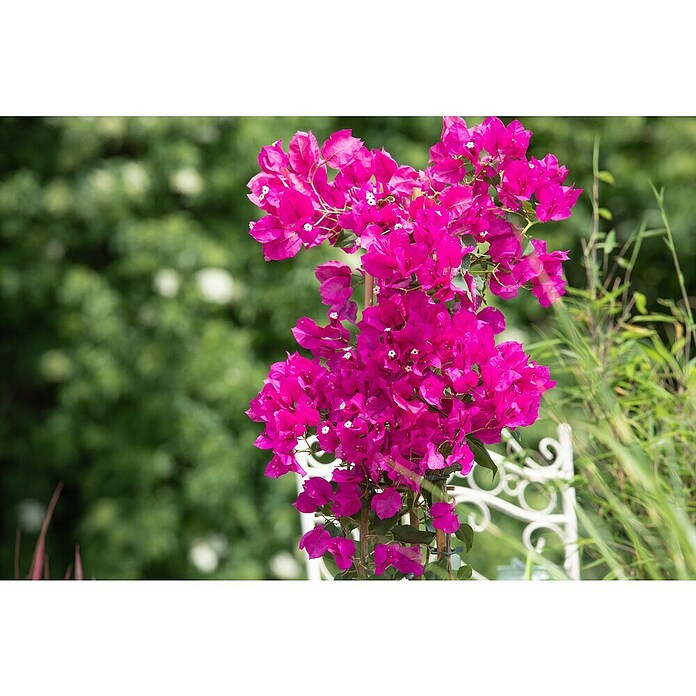 Bougainvillea 17