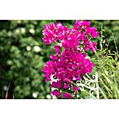 Bougainvillea 17