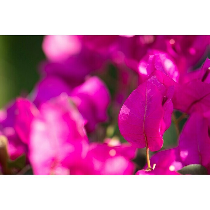 Bougainvillea 17