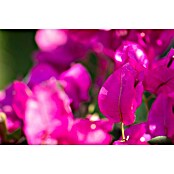 Bougainvillea 17