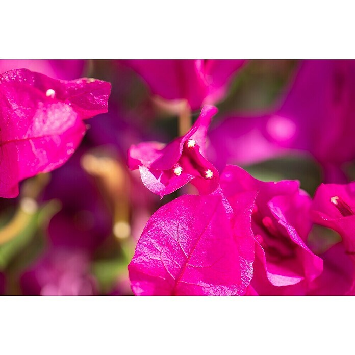 Bougainvillea 17