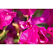 Bougainvillea 17