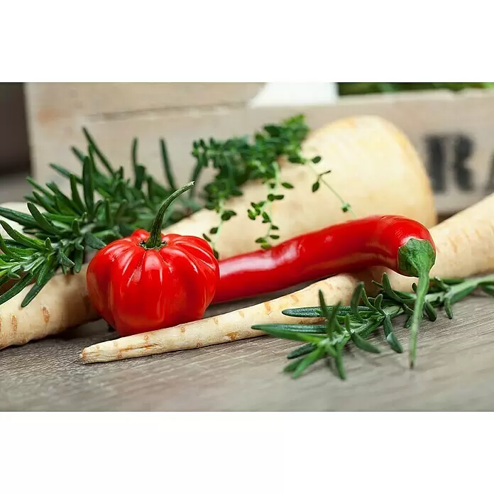 Piardino Paprika - Capsicum annuum 'Carla', 11 cm - Stimmungsaufnahme