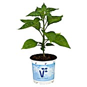Piardino Paprika (Capsicum annuum 'Carla', 11 cm) | BAUHAUS