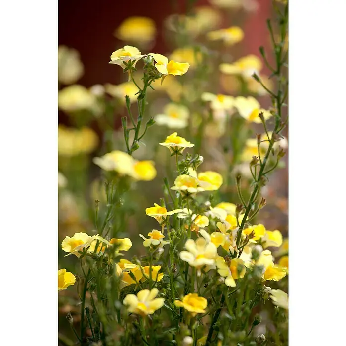 Piardino Staude Elfenspiegel - Nemesia hybrida, Topfgröße: 13 cm, Blütenfarbe: Verschiedene Farben - Nahaufnahme von vielen kleinen gelben Nemesia-Blüten mit grünen Stängeln, die in einem Garten wachsen.