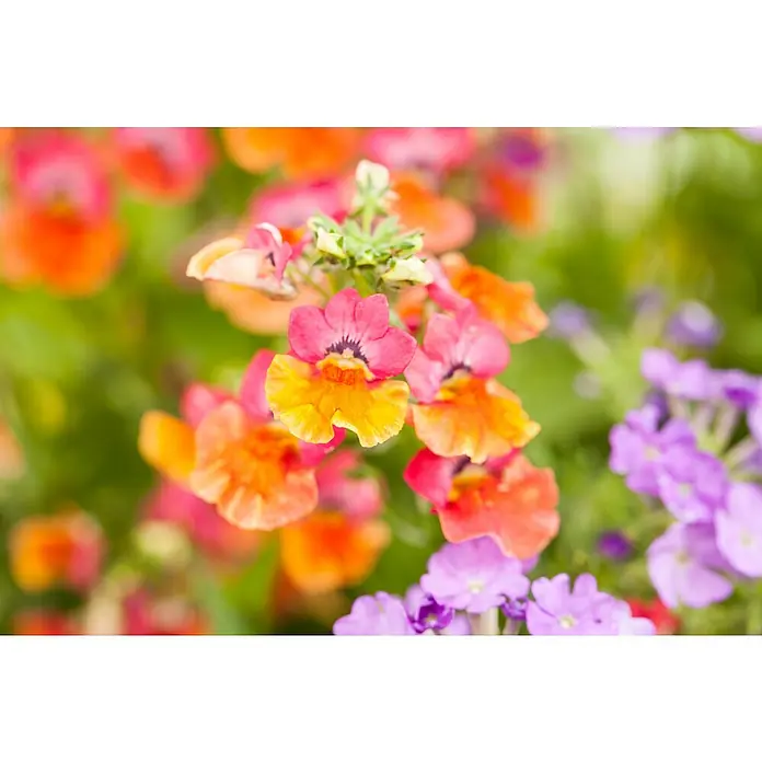 Piardino Staude Elfenspiegel - Nemesia hybrida, Topfgröße: 13 cm, Blütenfarbe: Verschiedene Farben - Nahaufnahme von Nemesia-Blüten in leuchtenden Farben, die die zarten Details und Farbtöne dieser wunderschönen Blüten hervorhebt.