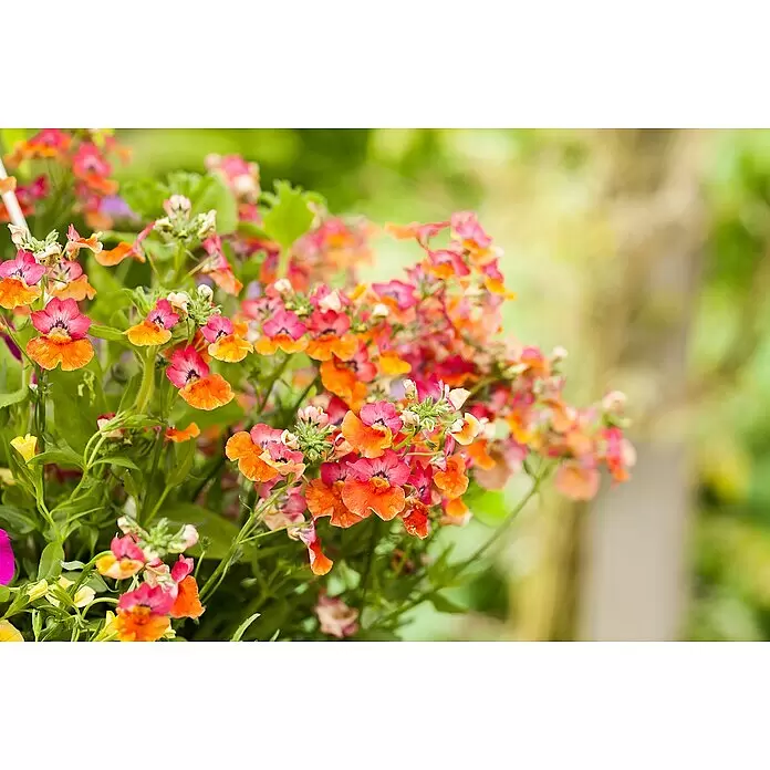 Piardino Staude Elfenspiegel - Nemesia hybrida, Topfgröße: 13 cm, Blütenfarbe: Verschiedene Farben - Detailaufnahme