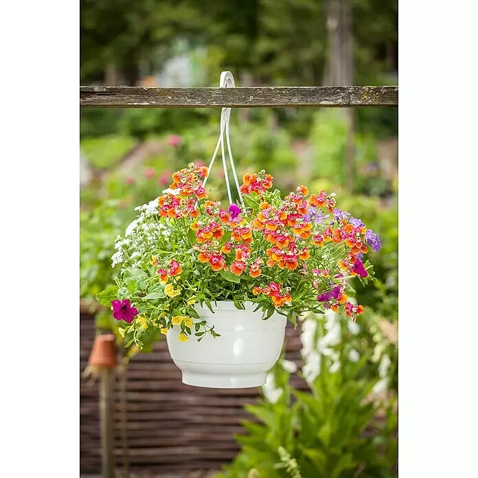 Piardino Staude Elfenspiegel - Nemesia hybrida, Topfgröße: 13 cm, Blütenfarbe: Verschiedene Farben - Stimmungsaufnahme