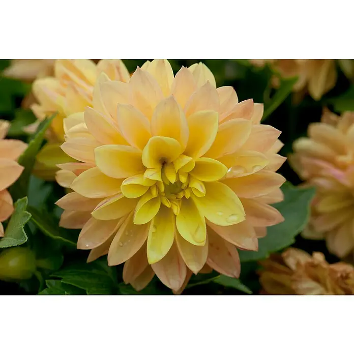 Piardino Dahlie - Dahlia Hybride, Topfvolumen: 5 l - Nahaufnahme einer gelb-orangen Dahlie mit Wassertropfen auf den Blütenblättern, umgeben von grünem Laub.
