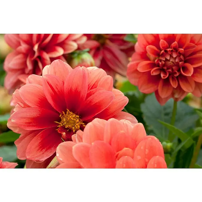 Piardino Dahlie - Dahlia Hybride, Topfvolumen: 5 l - Nahaufnahme von Dahlienblüten in leuchtenden Rottönen mit gelben Akzenten. Perfekt für Gartenliebhaber und Blumenfreunde.