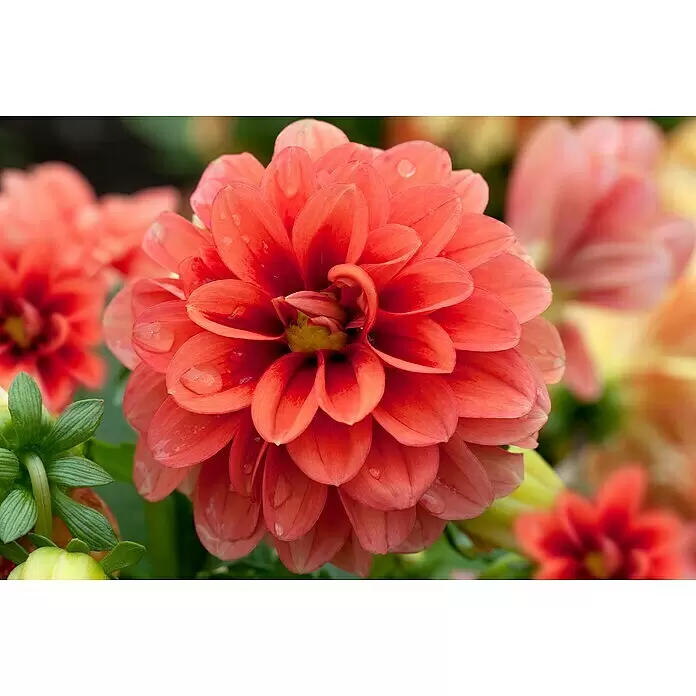 Piardino Dahlie - Dahlia Hybride, Topfvolumen: 5 l - Detailaufnahme