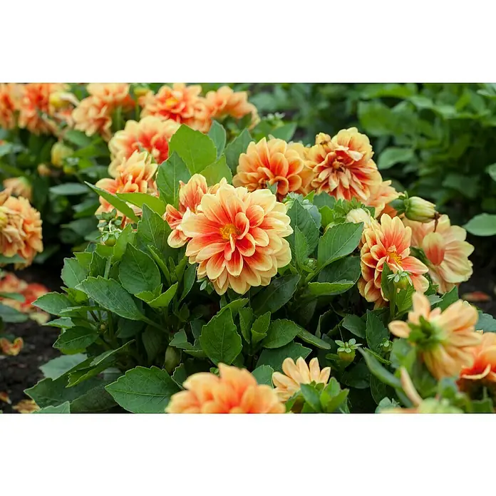 Piardino Dahlie - Dahlia Hybride, Topfvolumen: 5 l - Nahaufnahme von orangefarbenen Dahlienblüten. Die Dahlien blühen üppig und die Blätter sind sattgrün.