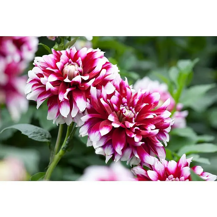 Piardino DahlieDahlia Hybride, Topfvolumen: 5 l - Nahaufnahme von zwei wunderschönen, zweifarbigen Dahlienblüten in Rot und Weiß, die ihre filigranen Blütenblätter präsentieren.