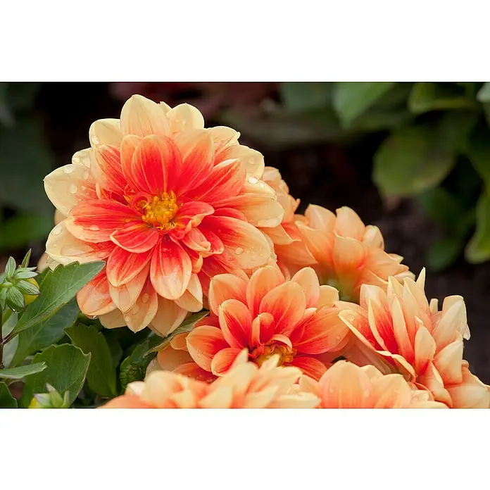 Piardino DahlieDahlia Hybride, Topfvolumen: 5 l - Nahaufnahme von Dahlienblüten in Orange- und Gelbtönen, die zarte Blütenblätter und frische Tautropfen auf ihrer Oberfläche zeigen.