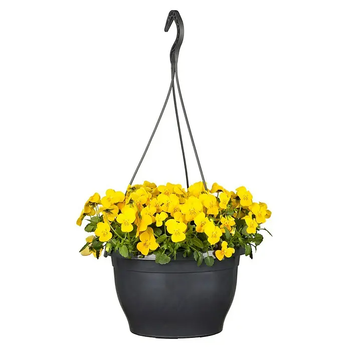 Piardino Hornveilchen -  - Hängekorb mit leuchtend gelben Stiefmütterchen, die einen Hauch von Sonnenschein in jeden Raum bringen. Perfekt für Balkone oder Terrassen.