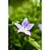Piardino Glockenblume 