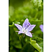 Campanula porscharskyana 13 im Korb