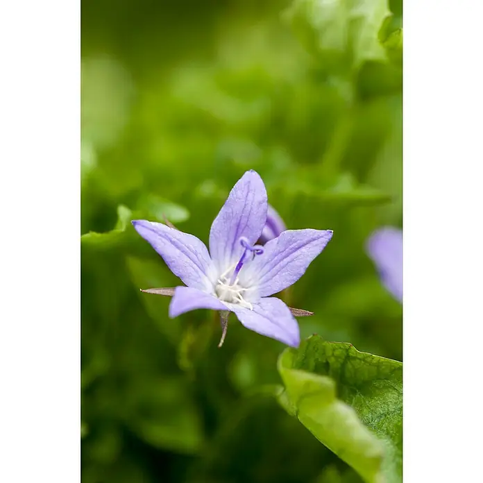 Piardino Glockenblume - Campanula poscharskyana, Topfgröße: 13 cm, Violett/Blau/Weiß - Nahaufnahme einer zarten lila Glockenblume vor einem verschwommenen grünen Hintergrund, die ihre filigranen Details hervorhebt.