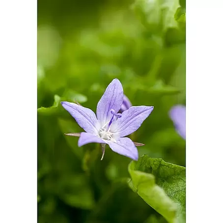 Piardino  Glockenblume