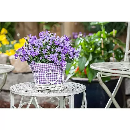 Piardino  Glockenblume