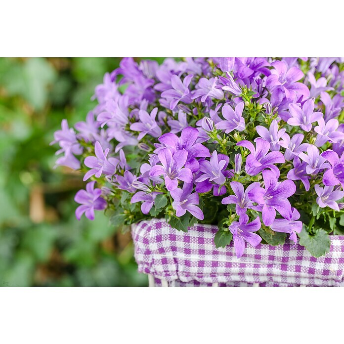 Campanula porscharskyana 13 im Korb