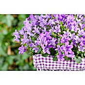 Campanula porscharskyana 13 im Korb