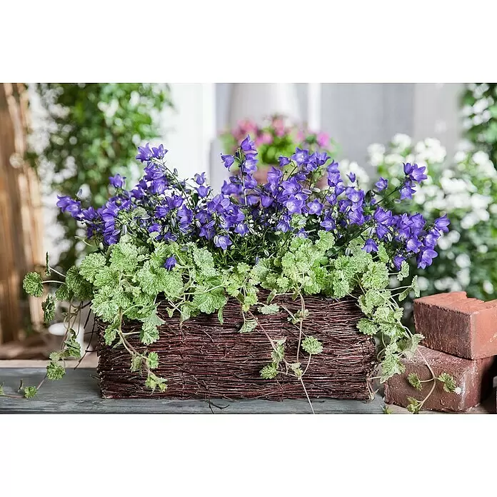 Piardino Gundermann - Glechoma hederacea, Topfgröße: 13 cm - Brauner Weiden-Pflanzkasten mit leuchtend violetten Glockenblumen und grünem, panaschiertem Laub.