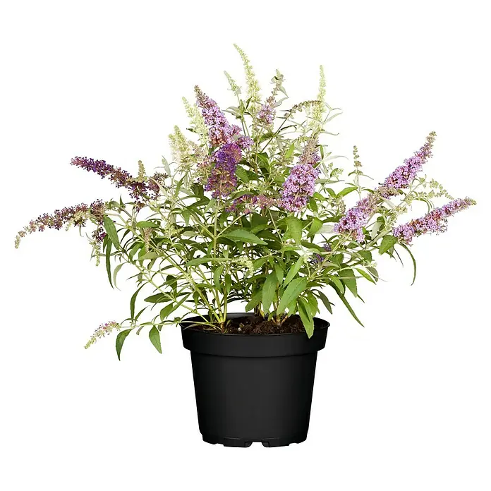 Piardino Sommerflieder - Buddleja davidii in Sorten, Topfgröße: 23 cm, Sortenabhängig - Ein Topf mit einem blühenden Schmetterlingsstrauch mit violetten und weißen Blütenständen, der eine lebendige Farbnote bietet.