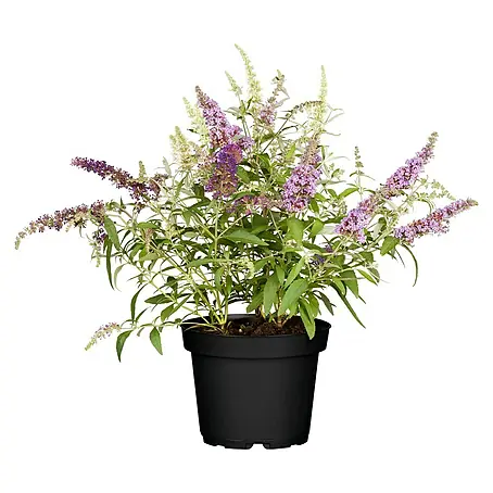 Piardino  Sommerflieder