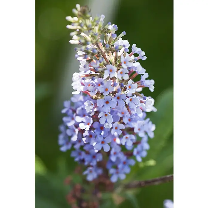 Piardino Sommerflieder - Buddleja davidii in Sorten, Topfgröße: 23 cm, Sortenabhängig - Nahaufnahme eines zarten Schmetterlingsflieders mit violetten Blütenblättern und orangefarbenen Akzenten, die seine natürliche Schönheit hervorheben.