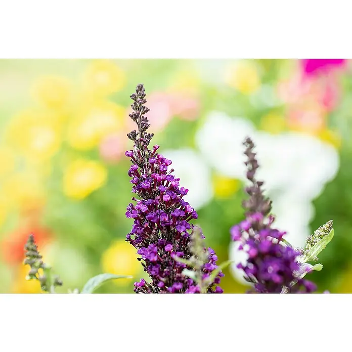 Piardino Sommerflieder - Buddleja davidii in Sorten, Topfgröße: 23 cm, Sortenabhängig - Nahaufnahme einer violetten Schmetterlingsfliederblüte vor einem bunten Hintergrund. Die Blütenstände sind dicht und ährenförmig.