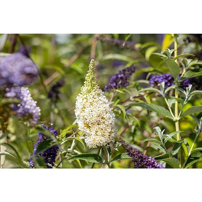 Piardino Sommerflieder - Buddleja davidii in Sorten, Topfgröße: 23 cm, Sortenabhängig - Nahaufnahme einer weißen Schmetterlingsfliederblüte im Garten, umgeben von grünem Laub und violetten Blütenständen.