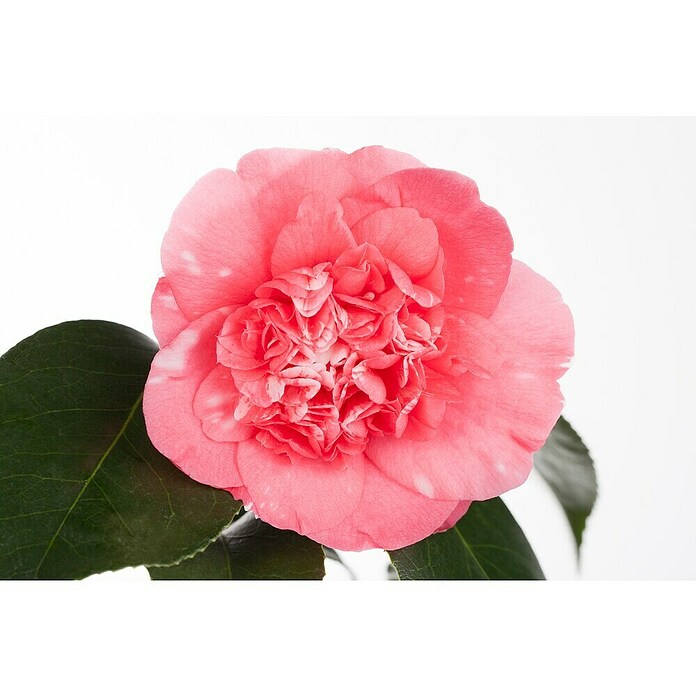 Camelia japonica 6 i.F. gem. knospig far