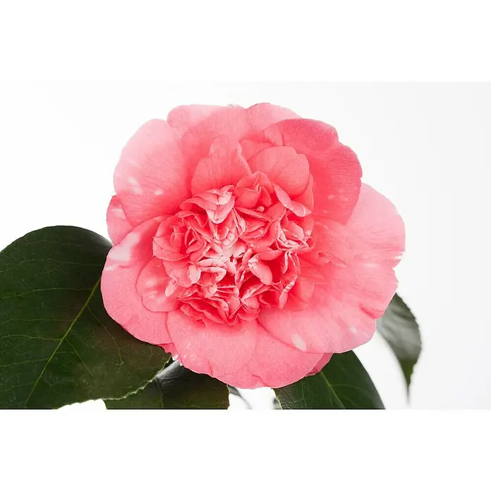 Piardino Japanische Kamelie - Camellia japonica, Blütenfarbe: Rot/Rosa/Weiß - Nahaufnahme einer rosa Kamelie mit grünen Blättern. Die Blüte ist detailreich und zeigt zarte, helle Farbsprenkel.