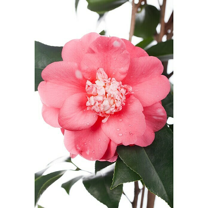 Camelia japonica 6 i.F. gem. knospig far
