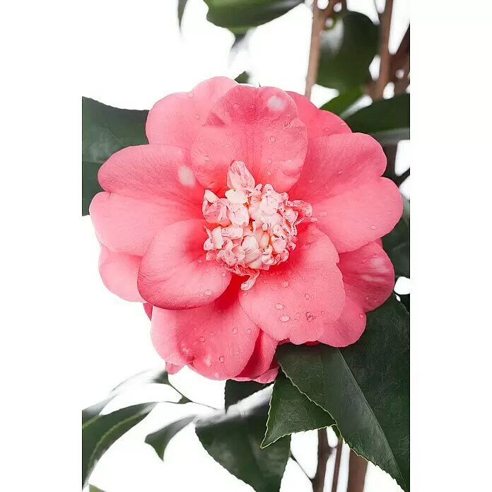 Piardino Japanische Kamelie - Camellia japonica, Blütenfarbe: Rot/Rosa/Weiß - Detailaufnahme