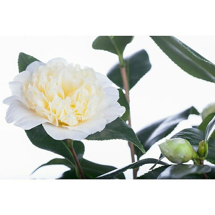 Camelia japonica 6 i.F. gem. knospig far