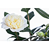 Camelia japonica 6 i.F. gem. knospig far