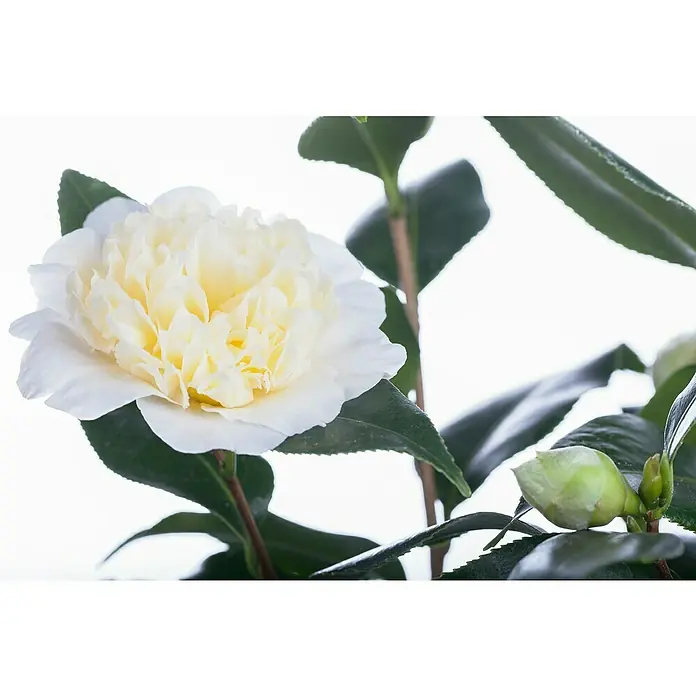 Piardino Japanische Kamelie - Camellia japonica, Blütenfarbe: Rot/Rosa/Weiß - Nahaufnahme einer Kamelie 'White Nun', deren elfenbeinfarbene Blütenblätter einen zarten gelben Farbton aufweisen, umgeben von glänzend grünen Blättern.