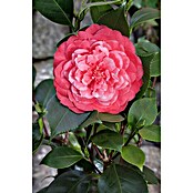 Camelia japonica 6 i.F. gem. knospig far