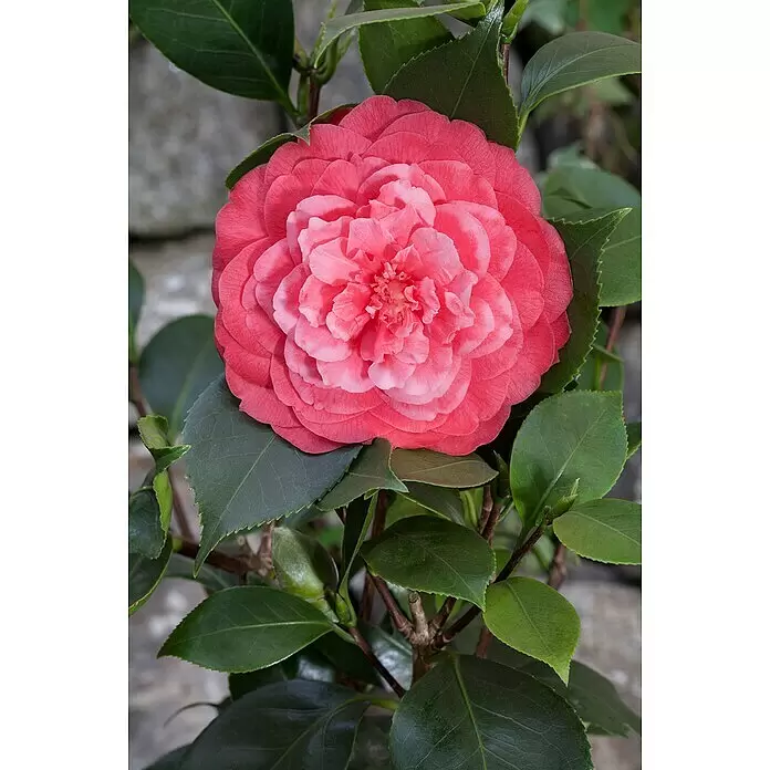 Piardino Japanische Kamelie - Camellia japonica, Blütenfarbe: Rot/Rosa/Weiß - Detailaufnahme