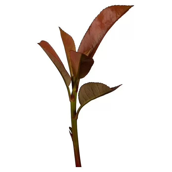 Piardino Glanzmispel - Photinia fraseri 'Red Robin', Topfgröße: 37 cm - Vorderansicht